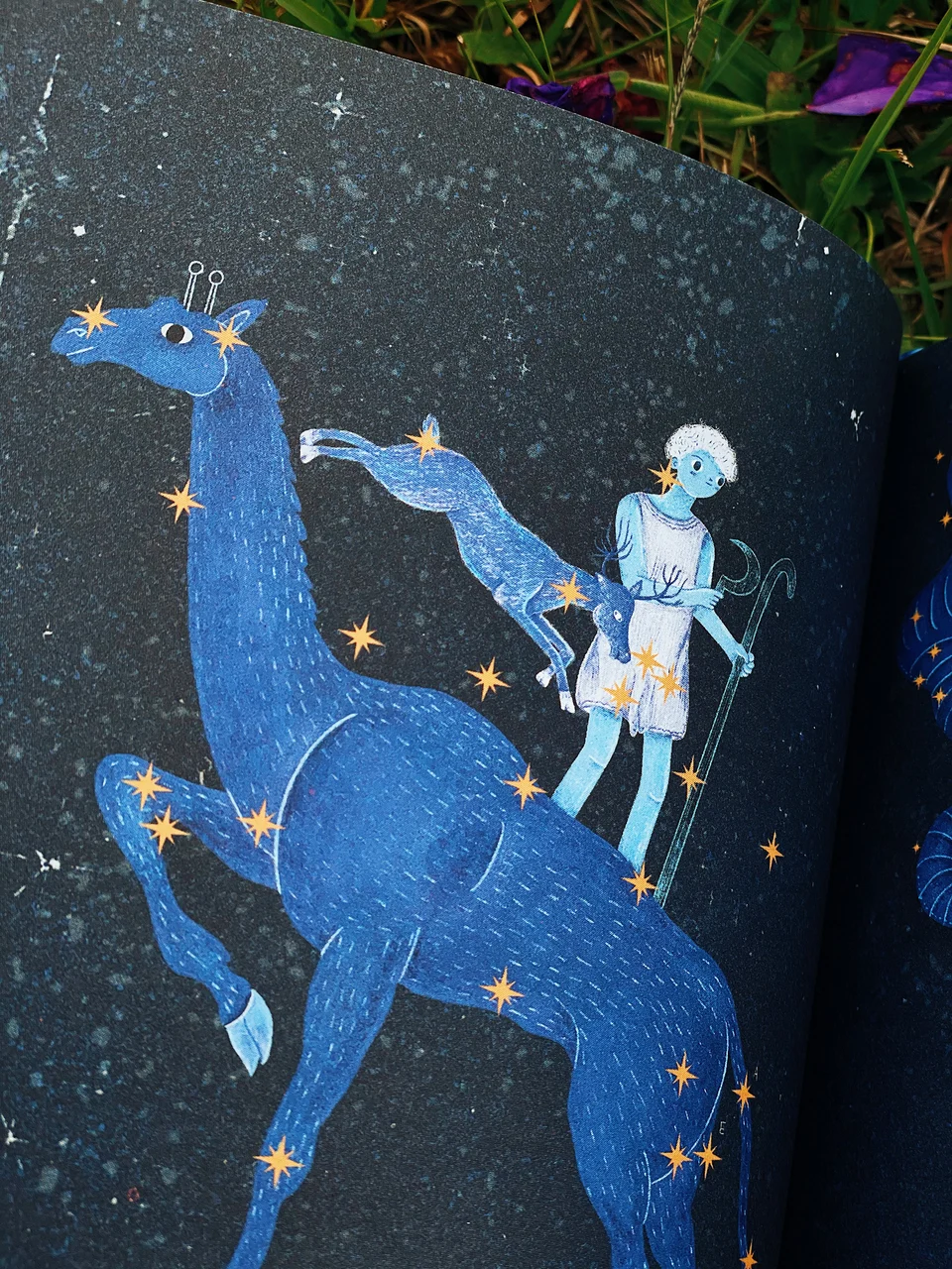 Los animales del cielo, image 29