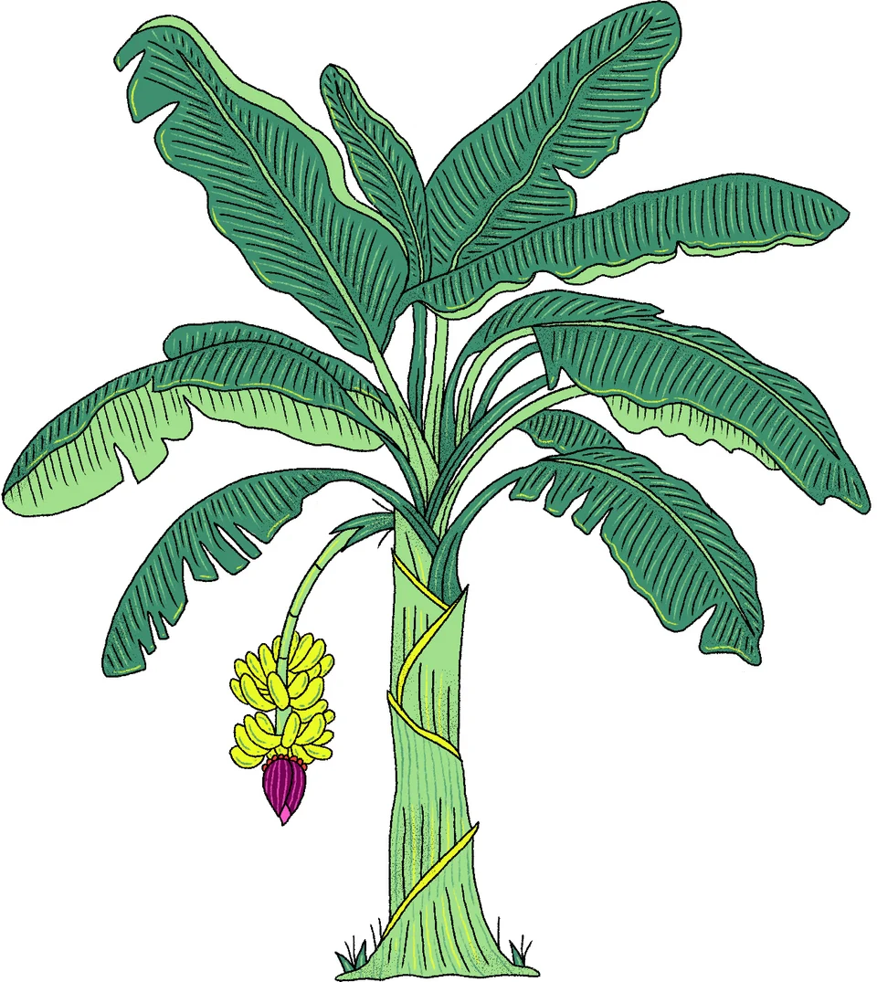 Canva Represents: Colombia, image 16