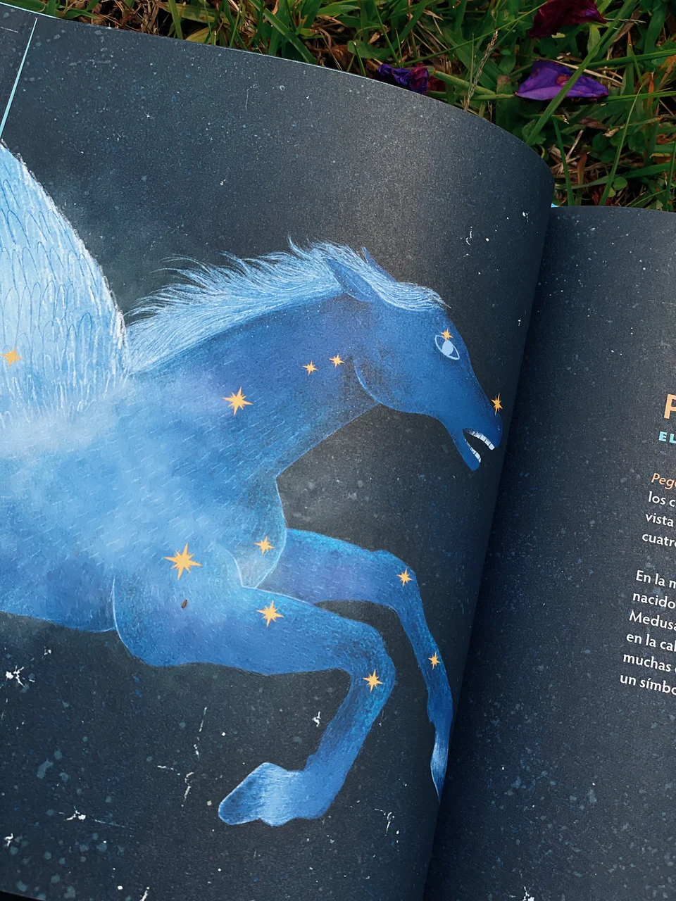 Los animales del cielo, image 27